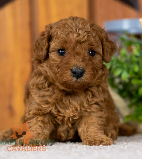 Cavapoo Puppy