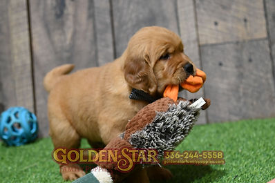 Golden Retriever