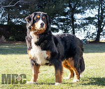 Nora - Goldenretrever-2.jpg