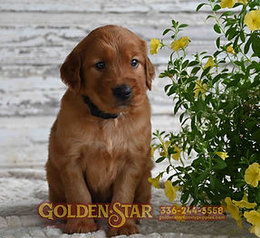 Golden Irish Retriever