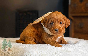 Mini Goldendoodle Puppy
