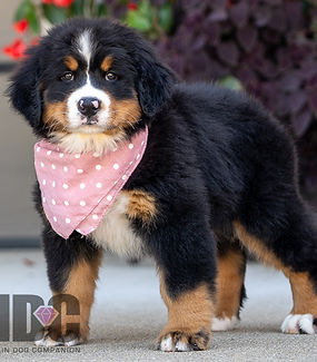 Bernese Mountain Dog