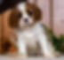 Cavalier Puppy