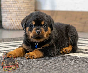 Rottweiler Puppy
