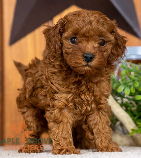 Cavapoo Puppy