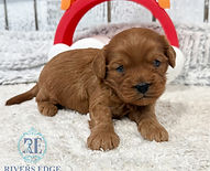 fullsizeoutput_1597_edited.jpg