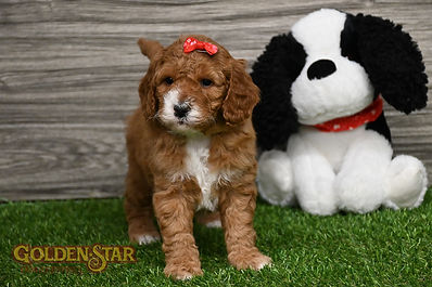 F1B Mini Goldendoodle