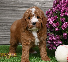 F1B Mini Goldendoodle