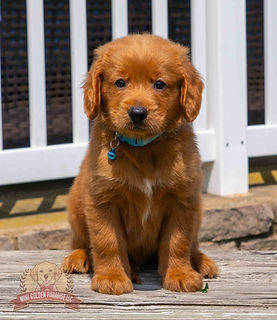 Mini Golden Retriever Puppy