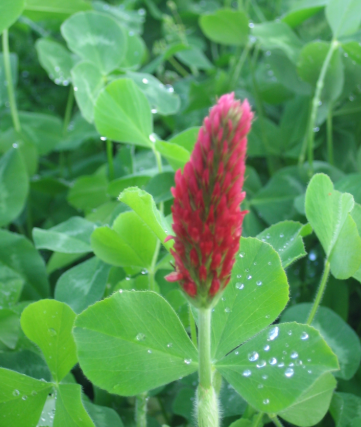 Thumbnail: Soil Boost - WHD Seeds