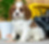 Cavalier Puppy