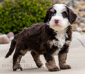 Mini Bernedoodle Puppy