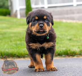 Rottweiler Puppy