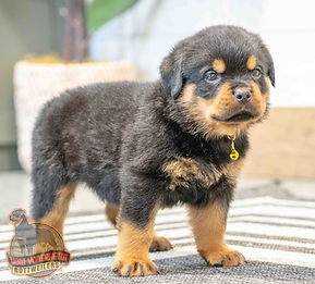 Rottweiler Puppy
