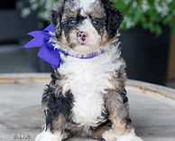 F1B Mini Bernedoodle