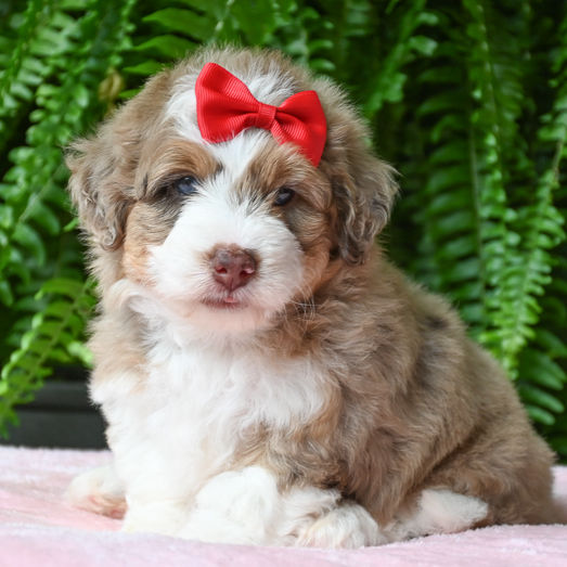 F1 Mini Aussiedoodle