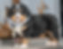 Bernese Mountain Dog