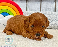 fullsizeoutput_1597_edited.jpg