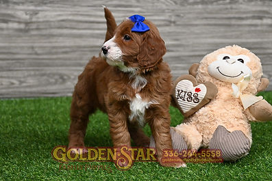 F1B Goldendoodle