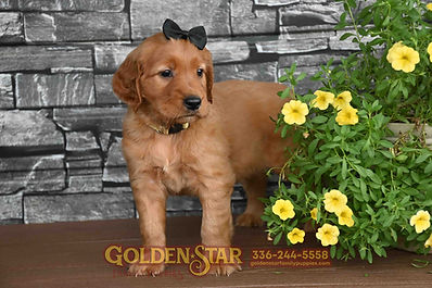 Golden Irish Retriever