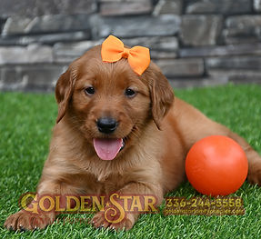 Golden Irish Retriever