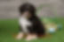 F1 Mini Aussiedoodle