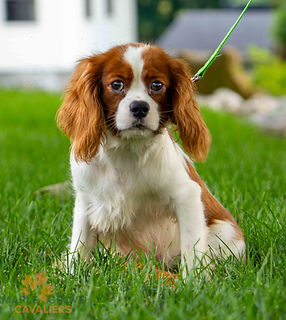Cavalier King Charles Puppy