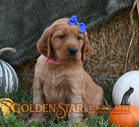 Golden Irish Retriever