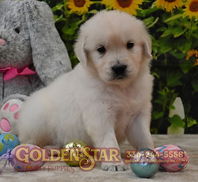 English Cream Golden Retriever