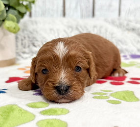 Cavapoo Puppy