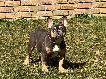 Puppy Portrait
