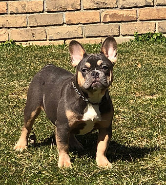 Puppy Portrait
