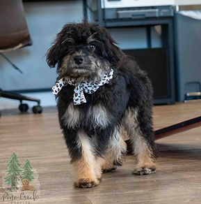 Mini Aussiedoodle Puppy