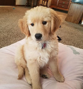 Past Puppy