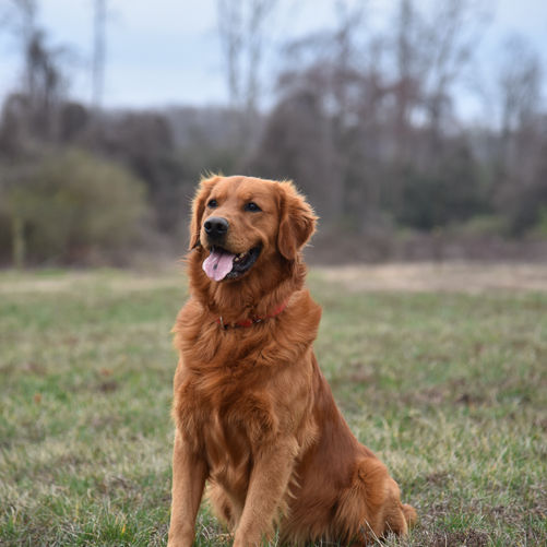 Golden Retriever