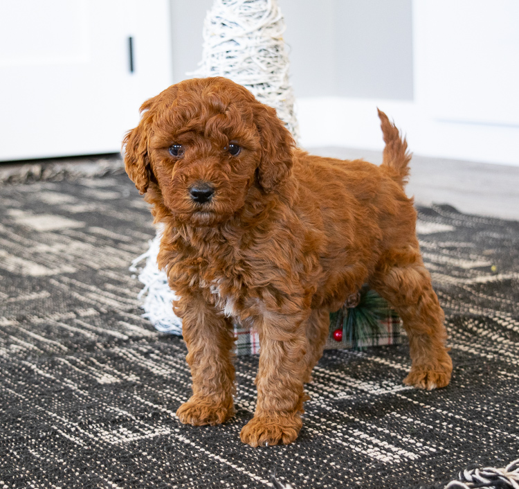 Golden Retriever F1b Miniature Goldendoodle Golden Retriever F1b