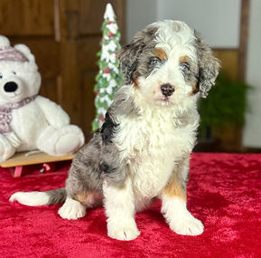 Mini Bernedoodle Puppy