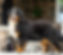 Bernese Mountain Dog Adult Female