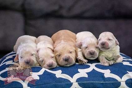 Mini Golden Retriever Puppy