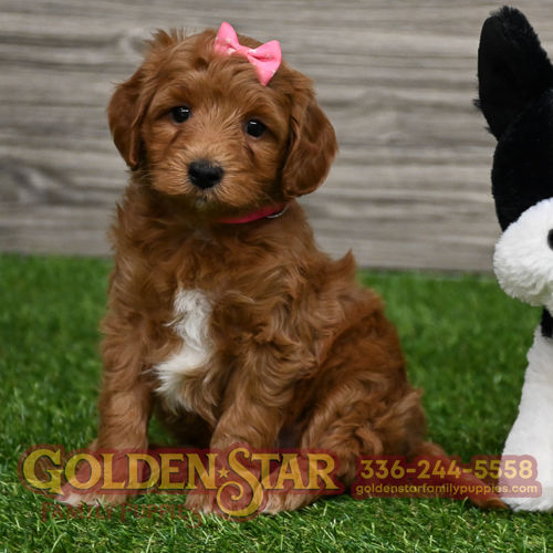 F1B Mini Goldendoodle