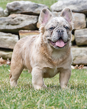 Maxamillion - Fluffy French Bulldog_-12.jpg