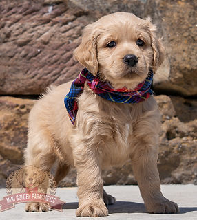 Mini Golden Retriever Puppy