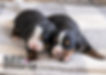Bernese Mountain Dog Puppy Males