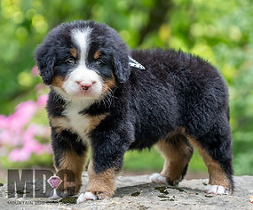 Bernese Mountain Dog