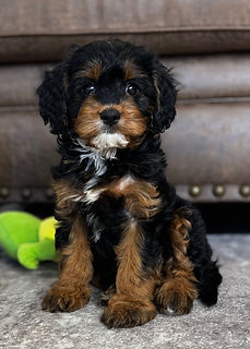 Cavapoo Puppy