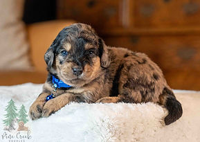 Mini Goldendoodle Puppy