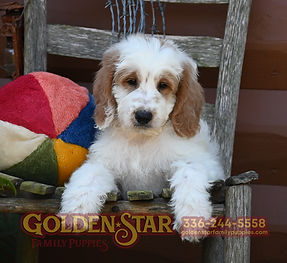 F1b Mini Goldendoodle