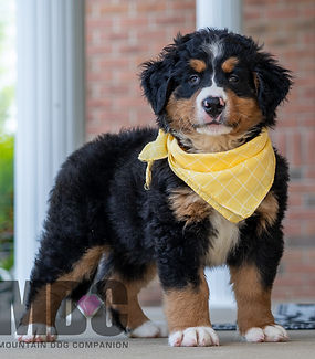 Bernese Mountain Dog