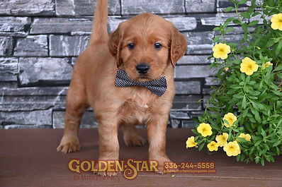 Golden Irish Retriever