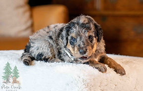 Mini Goldendoodle Puppy